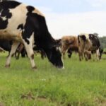 No sacrifiques tu ganado, se puede salvar: llamado urgente a productores pecuarios