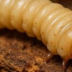 Se registra primer caso de gusano barrenador en Alfajayucan