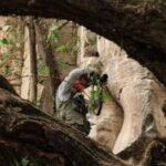 Descubren arte rupestre de más de 4 mil años en ruta del tren México–Querétaro
