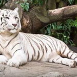 En el Edomex matan al tigre de Bengala «Quenzo»